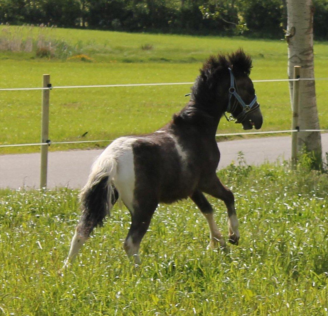 Anden særlig race ~Mister Surprise~ **romkulgen** - If you can dream it, you can do it. billede 3