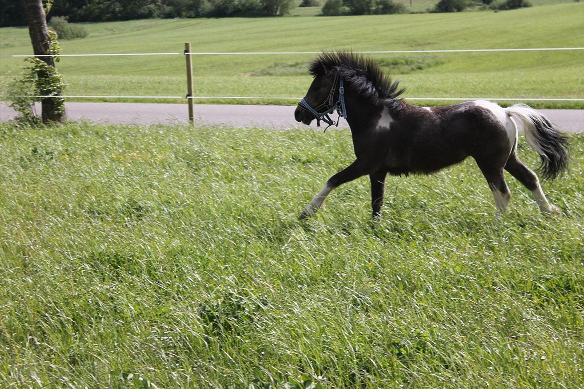 Anden særlig race ~Mister Surprise~ **romkulgen** - i kan ikke fange mig! :D billede 4