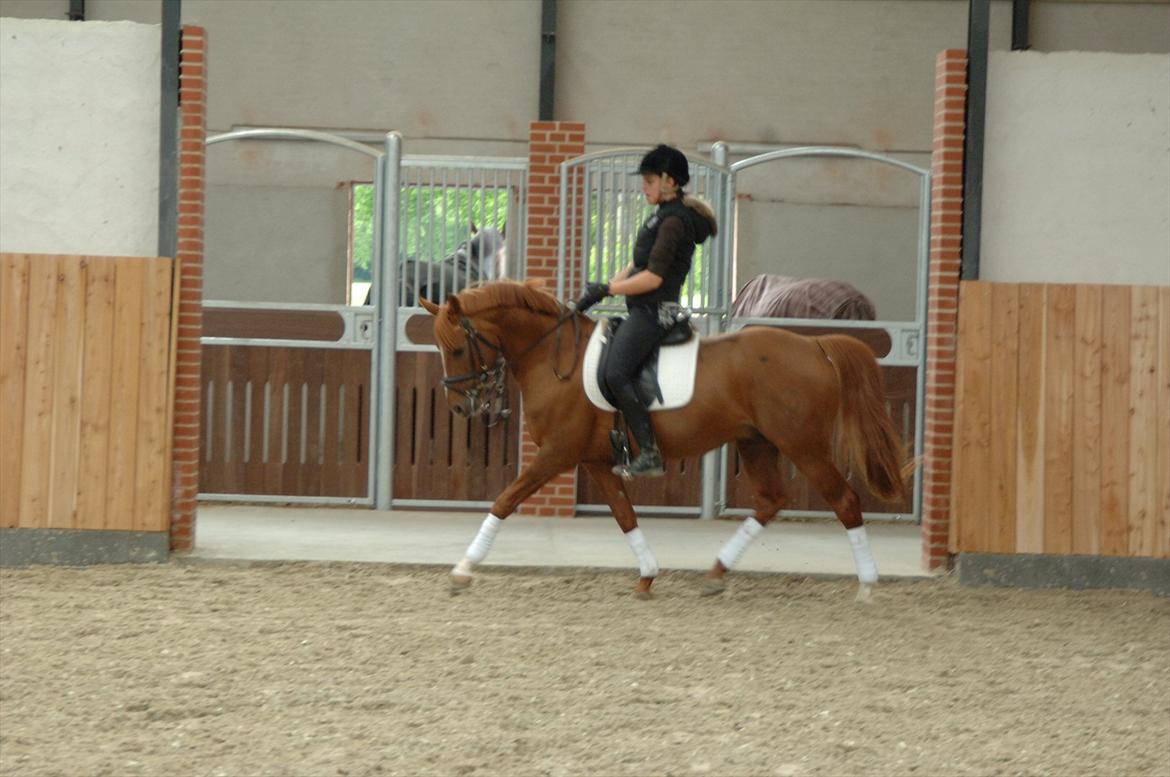 DSP Doran A-pony - Træning 5 juni 2012, hjemme i den nye ridehal ! billede 19