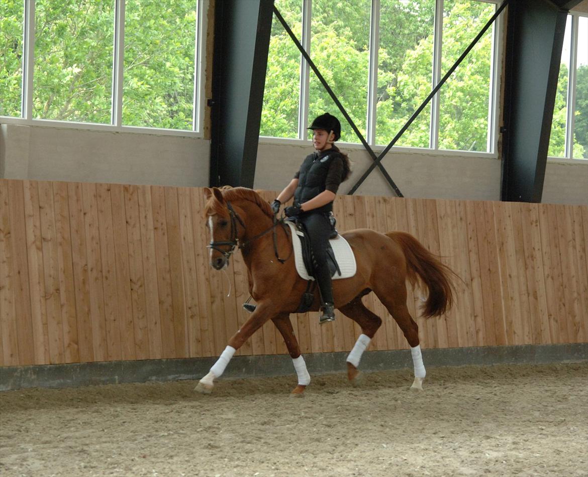 DSP Doran A-pony - Træning 5 juni 2012 billede 20