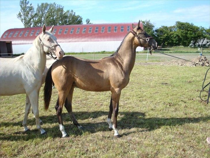 Akhal-Tekiner Gizilgul billede 9