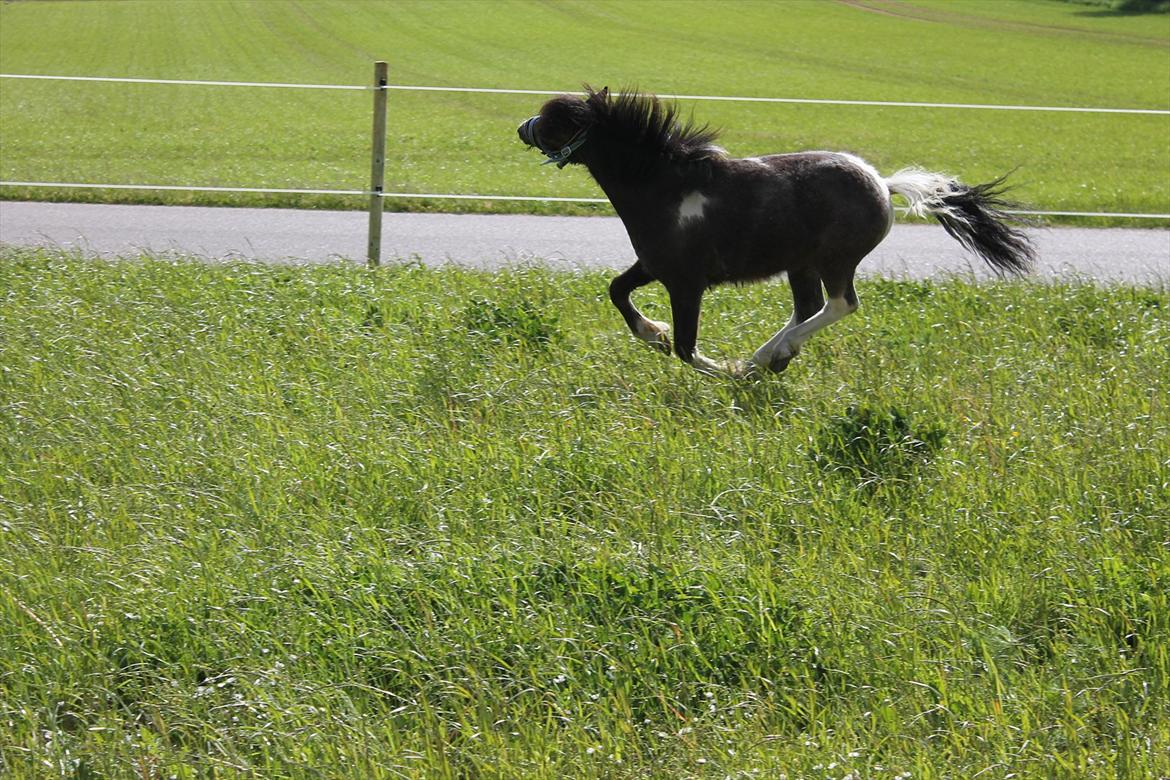 Anden særlig race ~Mister Surprise~ **romkulgen** billede 7