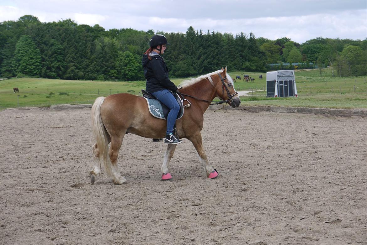 Haflinger Oscar ~Du er guld værd, min ven.~ - D. 5-6-2012<3 billede 20