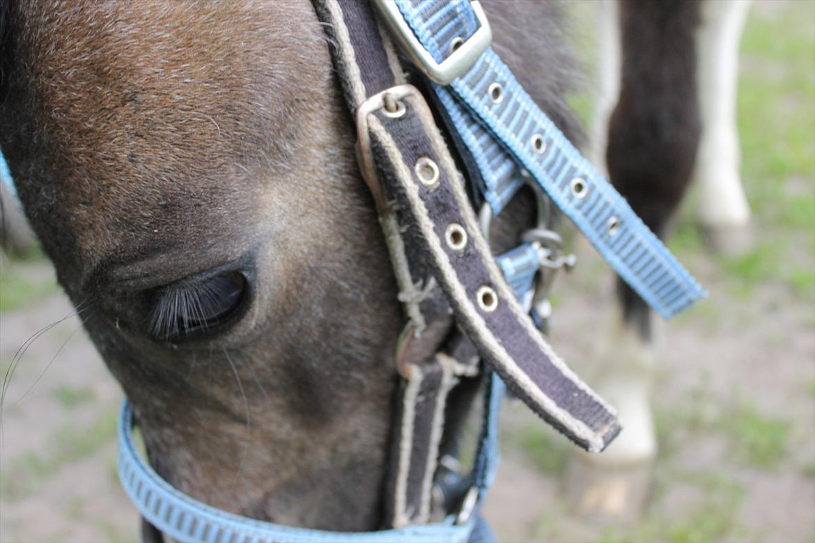 Anden særlig race ~Mister Surprise~ **romkulgen** - Dream until your dreams come true. billede 8