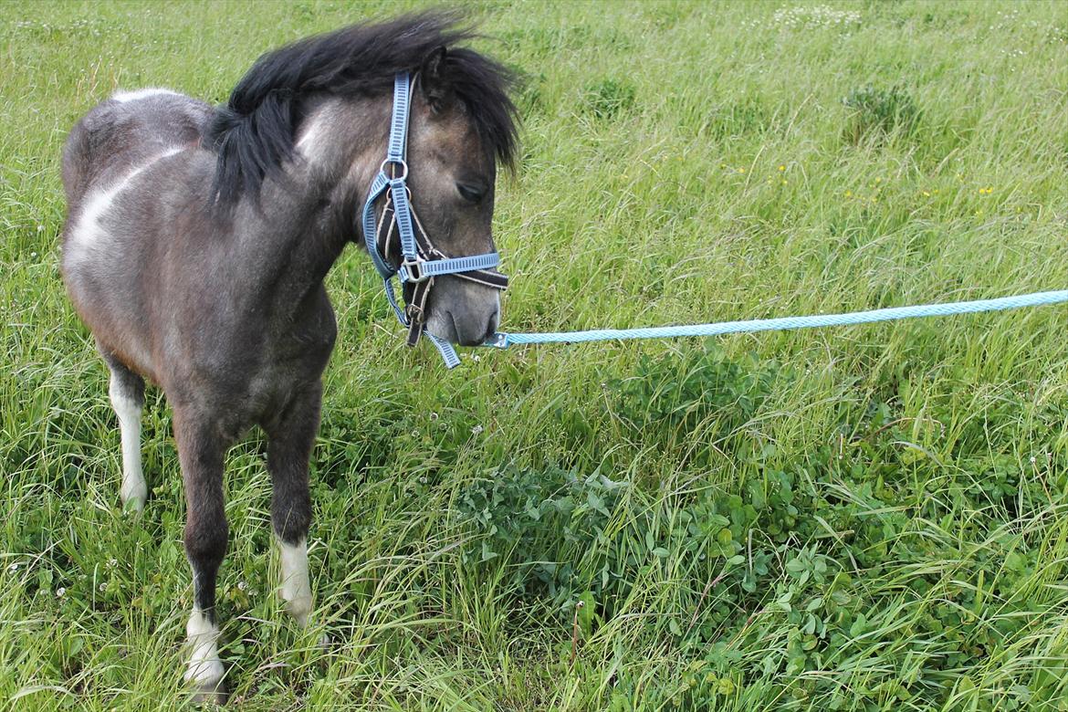 Anden særlig race ~Mister Surprise~ **romkulgen** billede 9