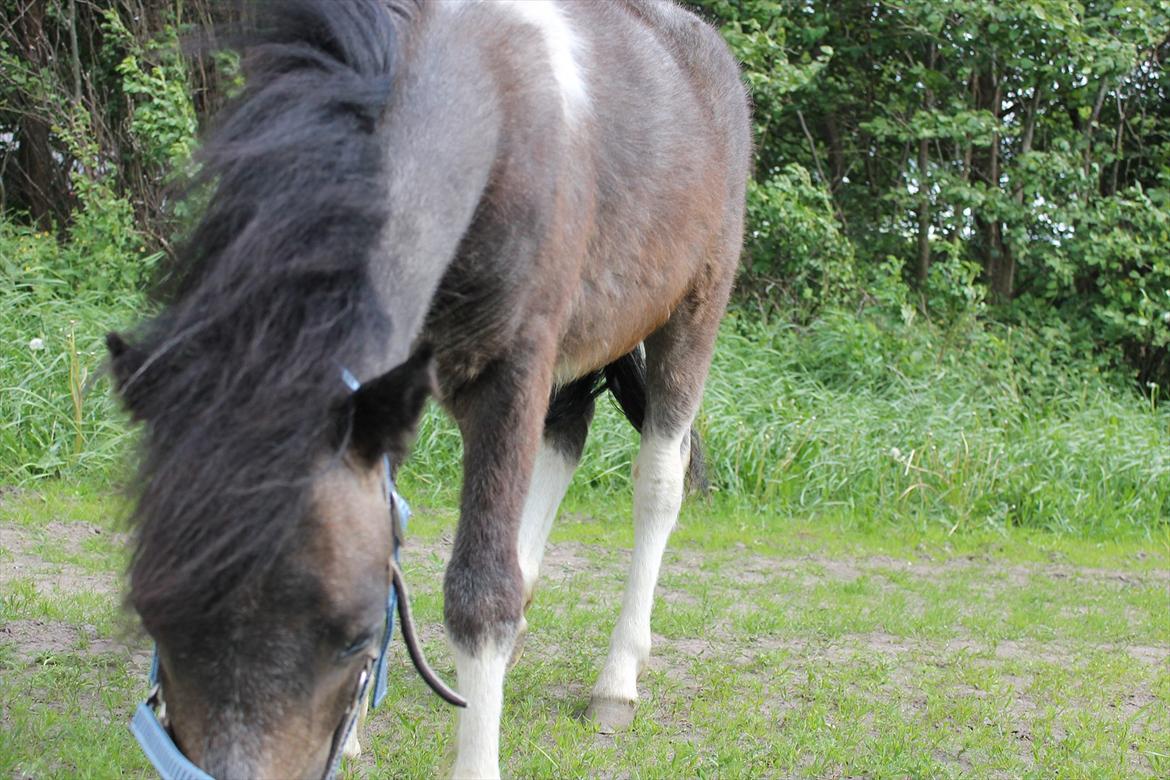 Anden særlig race ~Mister Surprise~ **romkulgen** billede 10