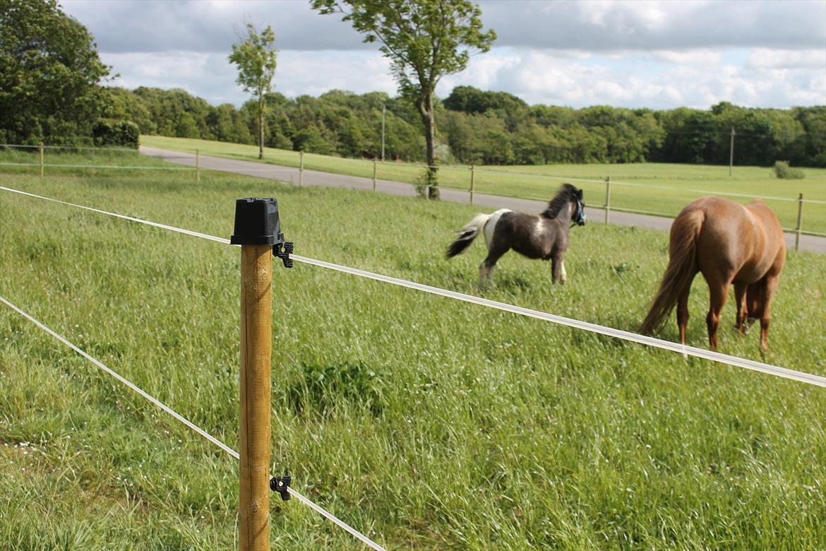Anden særlig race ~Mister Surprise~ **romkulgen** billede 11