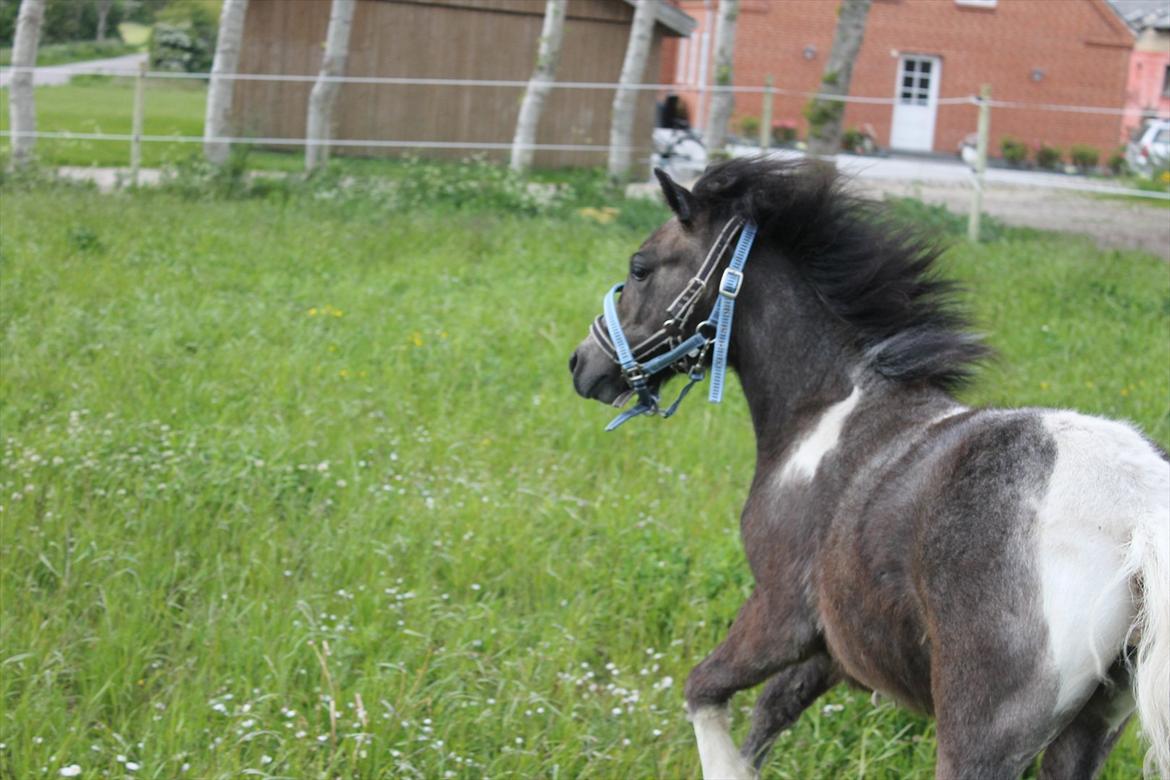 Anden særlig race ~Mister Surprise~ **romkulgen** billede 12