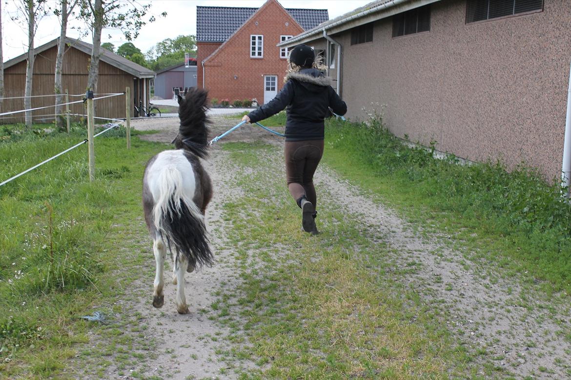 Anden særlig race ~Mister Surprise~ **romkulgen** - når enden er god er altid godt! 
tak fordi i kigge ind lig gerne en kommentar! :D<3 billede 13
