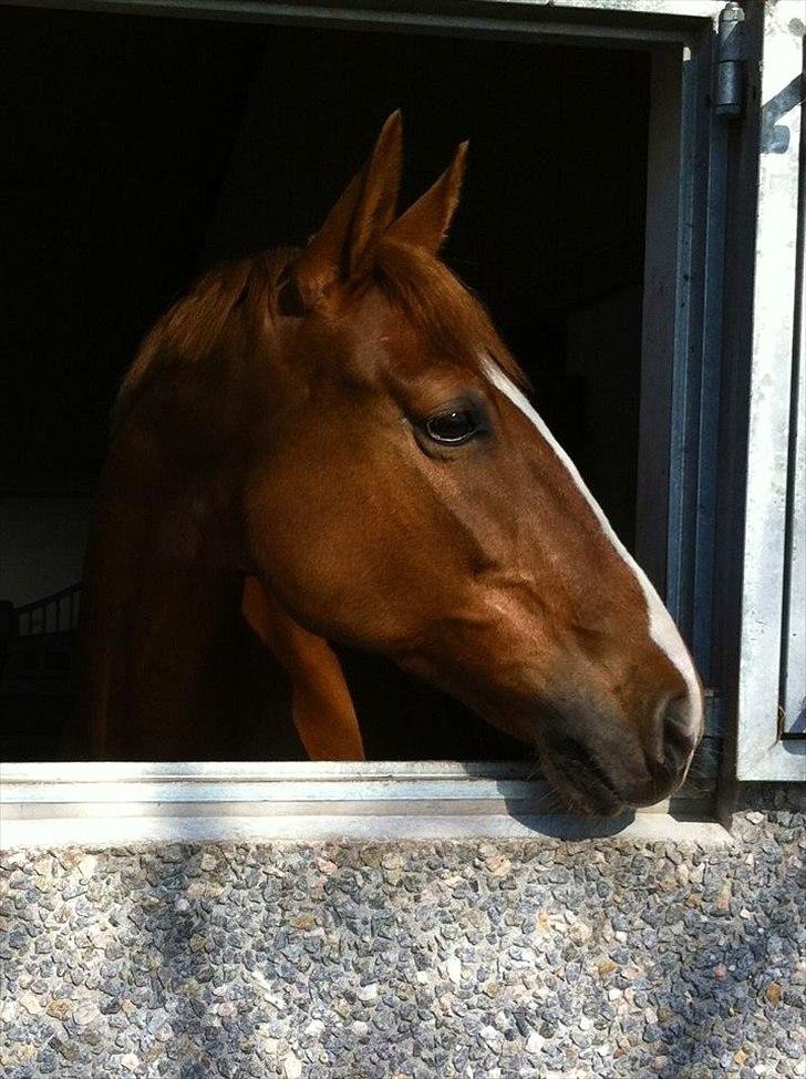 Hollandsk Varmblod Zafira - Min smukke hest nyder endelig at kunne nyde det gode sommervejr fra sit vindue. :-) billede 16