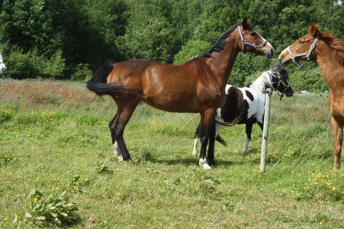 Anden særlig race Lutricia aka Tricia <3 - lidt feminim er man vel <3  billede 17