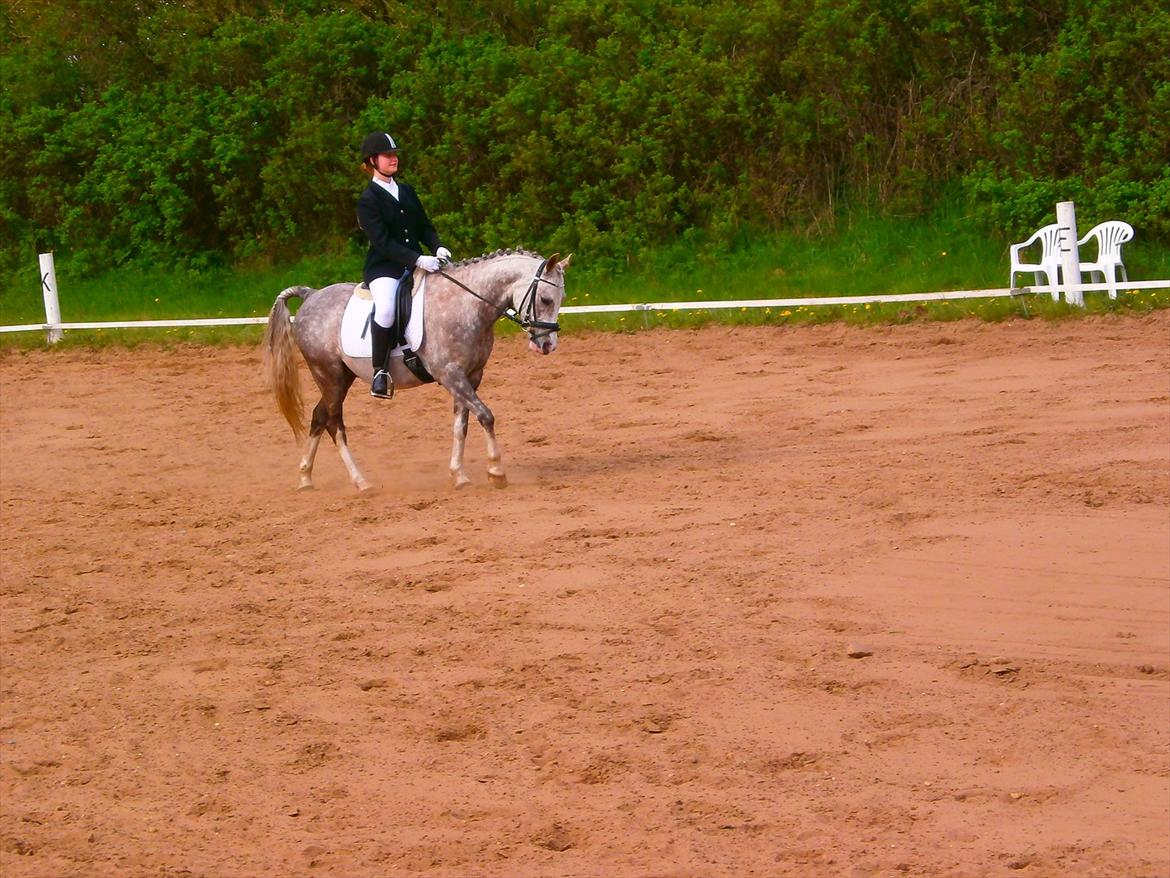 Anden særlig race Rasmus (Ramu) Solgt :'(  - stævne på verdens bedste pony!<3 billede 11