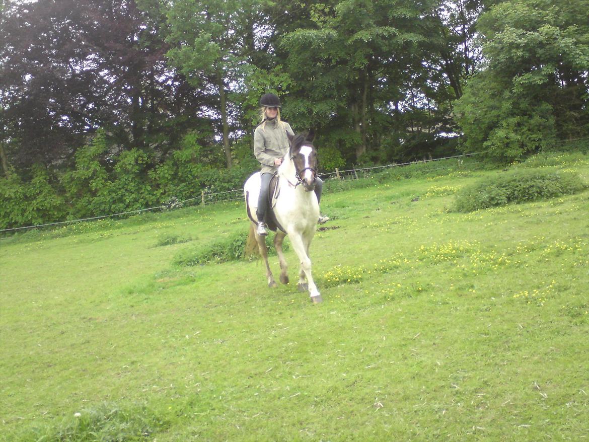 Pinto Kezia billede 12