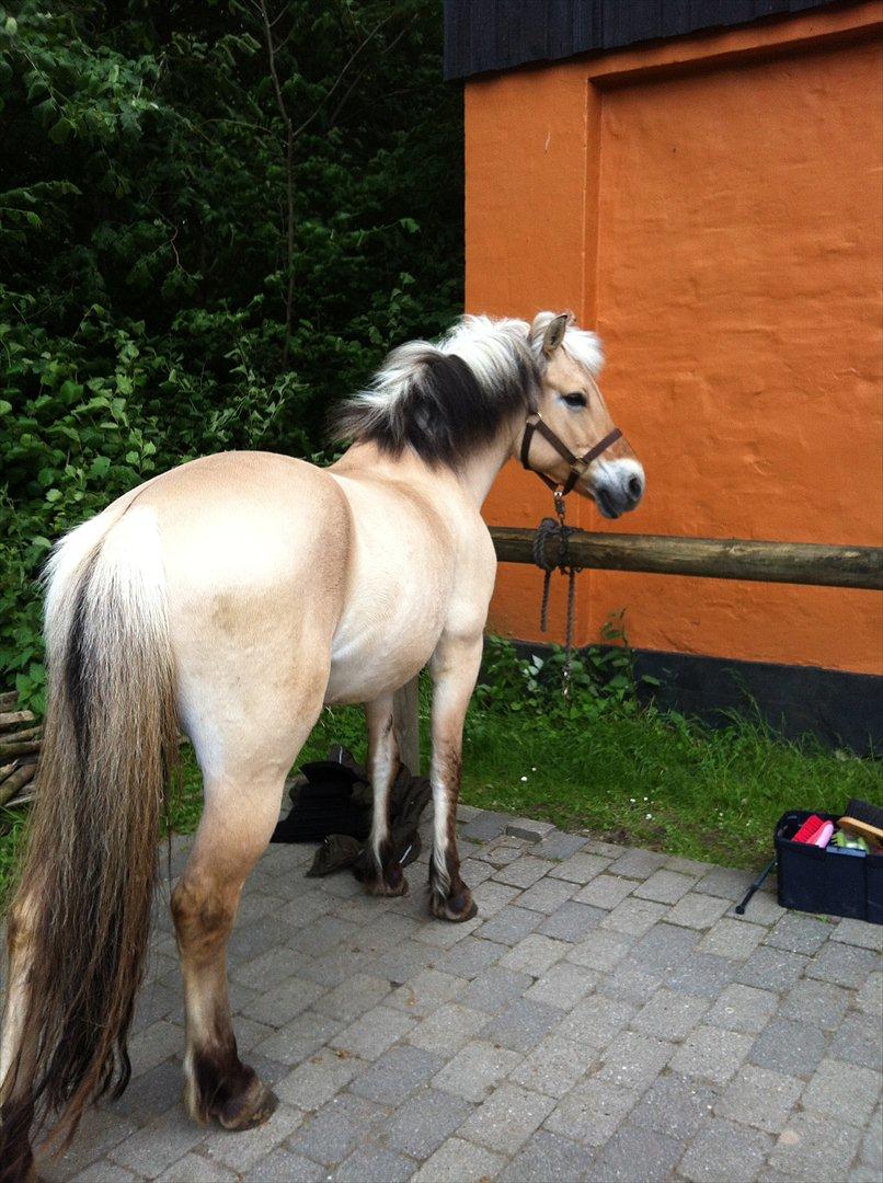 Fjordhest ørholms olivia  - en dejlig dag i sommervarmen, hesten bliver luftet ;) foto:mig billede 17