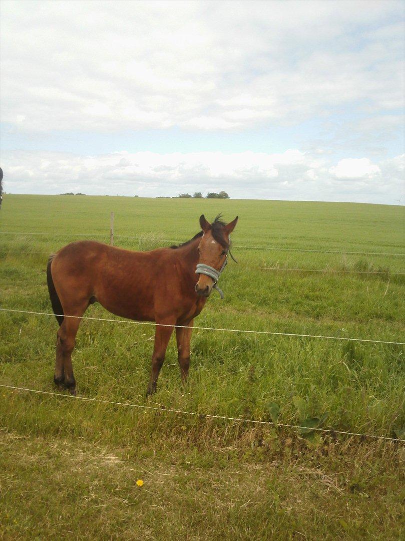 Anden særlig race Sir Monty Phyton billede 4