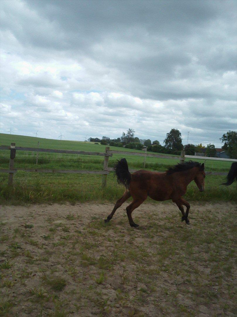 Anden særlig race Sir Monty Phyton billede 2