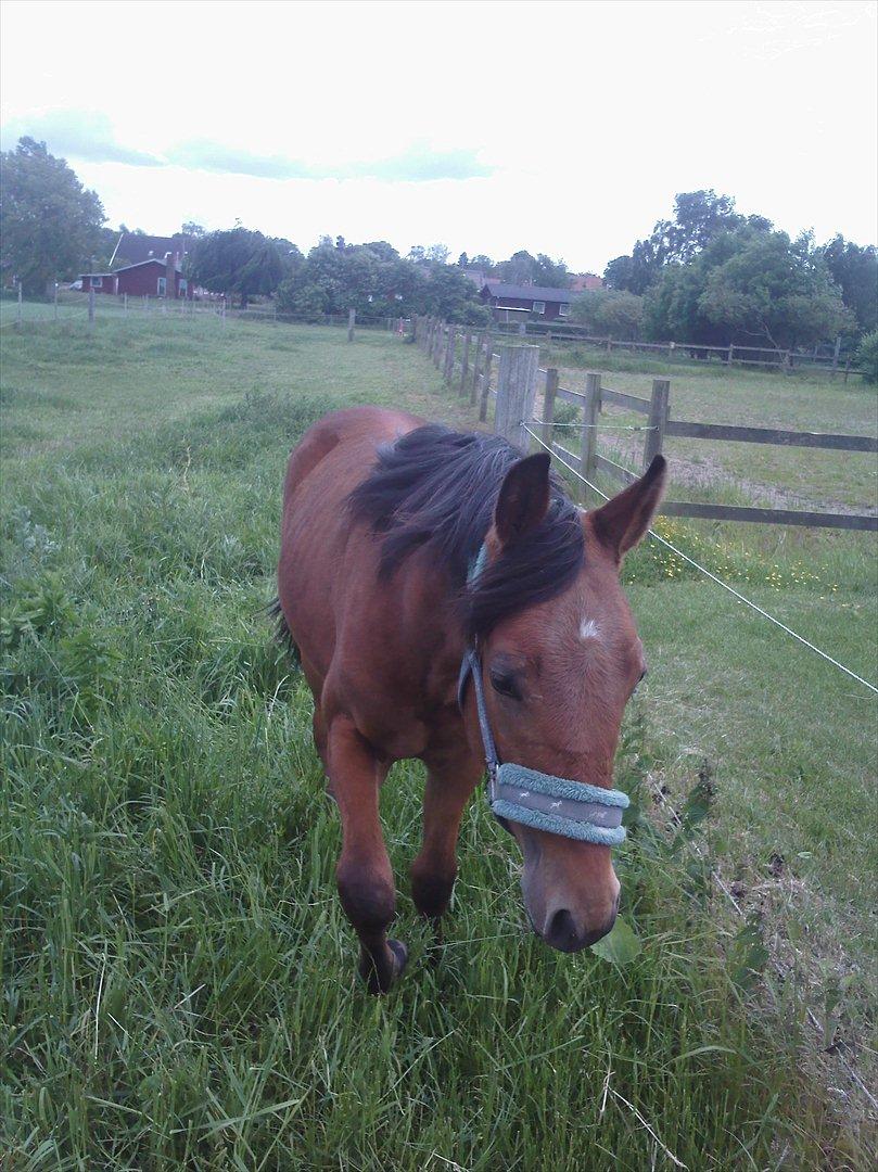 Anden særlig race Sir Monty Phyton billede 3