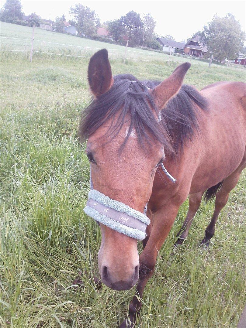Anden særlig race Sir Monty Phyton billede 5