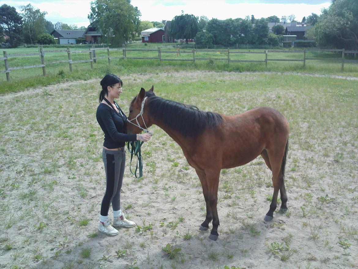 Anden særlig race Sir Monty Phyton billede 6