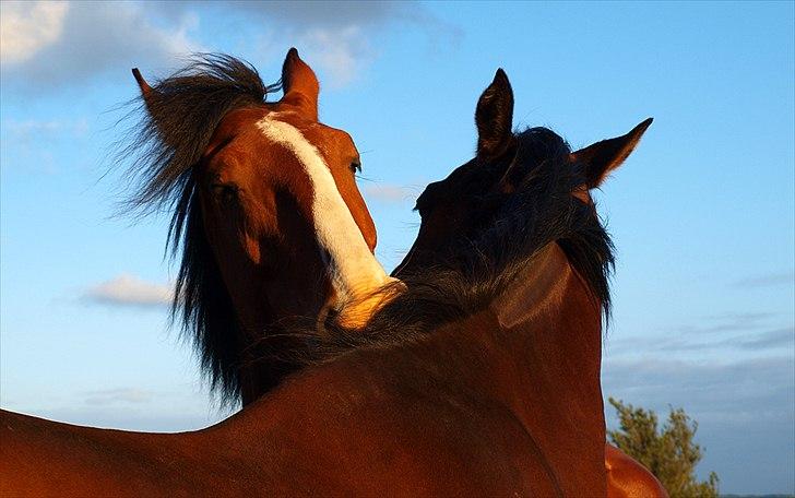 Hollandsk Varmblod Bravour M HJEMME IGEN - 04.06.12 billede 30