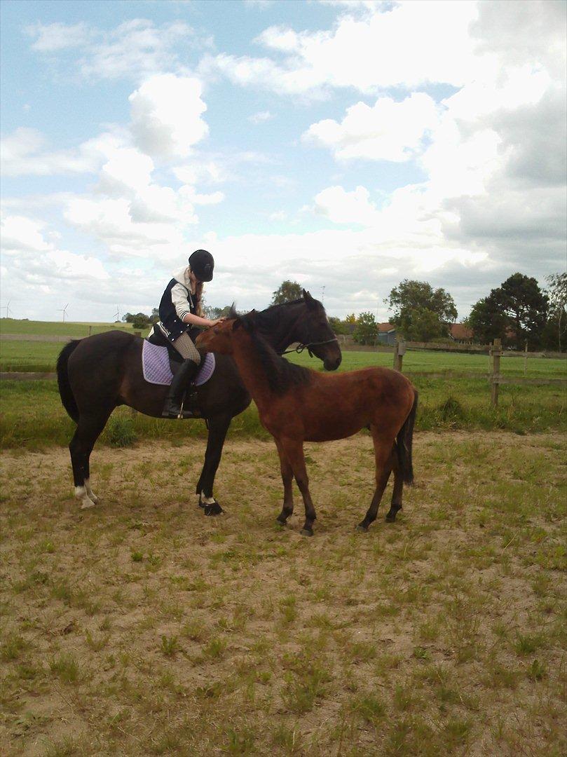 Anden særlig race Sir Monty Phyton billede 7