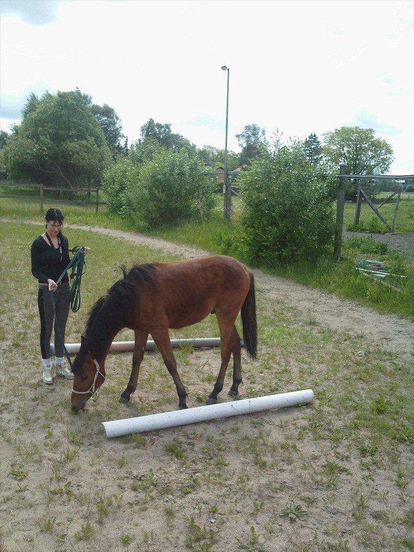 Anden særlig race Sir Monty Phyton billede 8