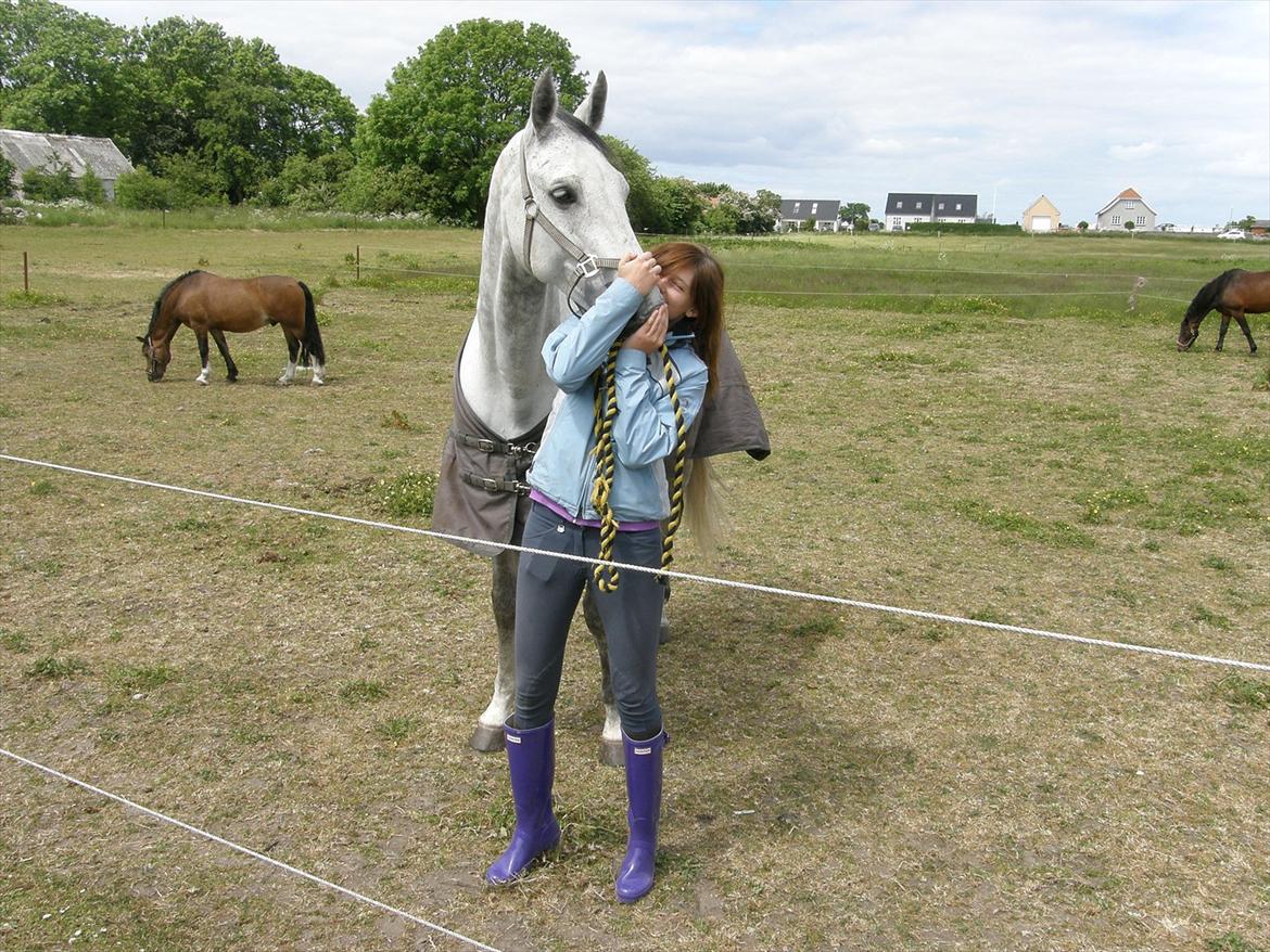 Dansk Varmblod Møgelbjerg's Carreras - Min dejlige hest <3 billede 14