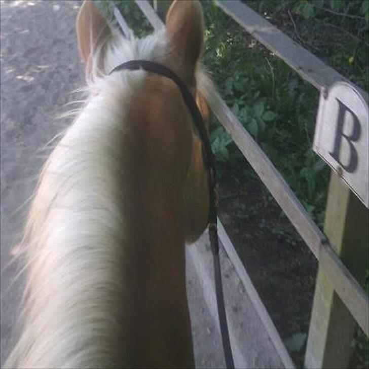 Haflinger bastian [tidl. part] :'( - bidløst på bassen :D<3 billede 10