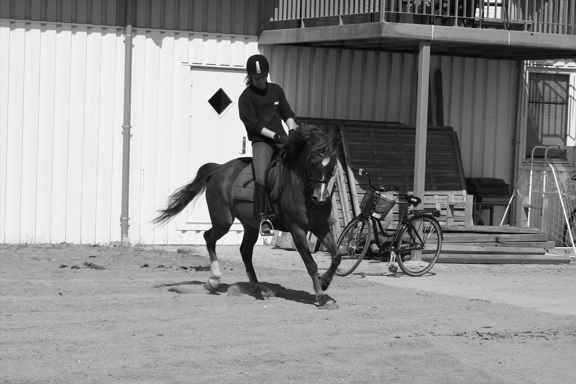 DSP Camilla Damgård SOLGT - milla maj 2012 på lensager rideklub billede 13