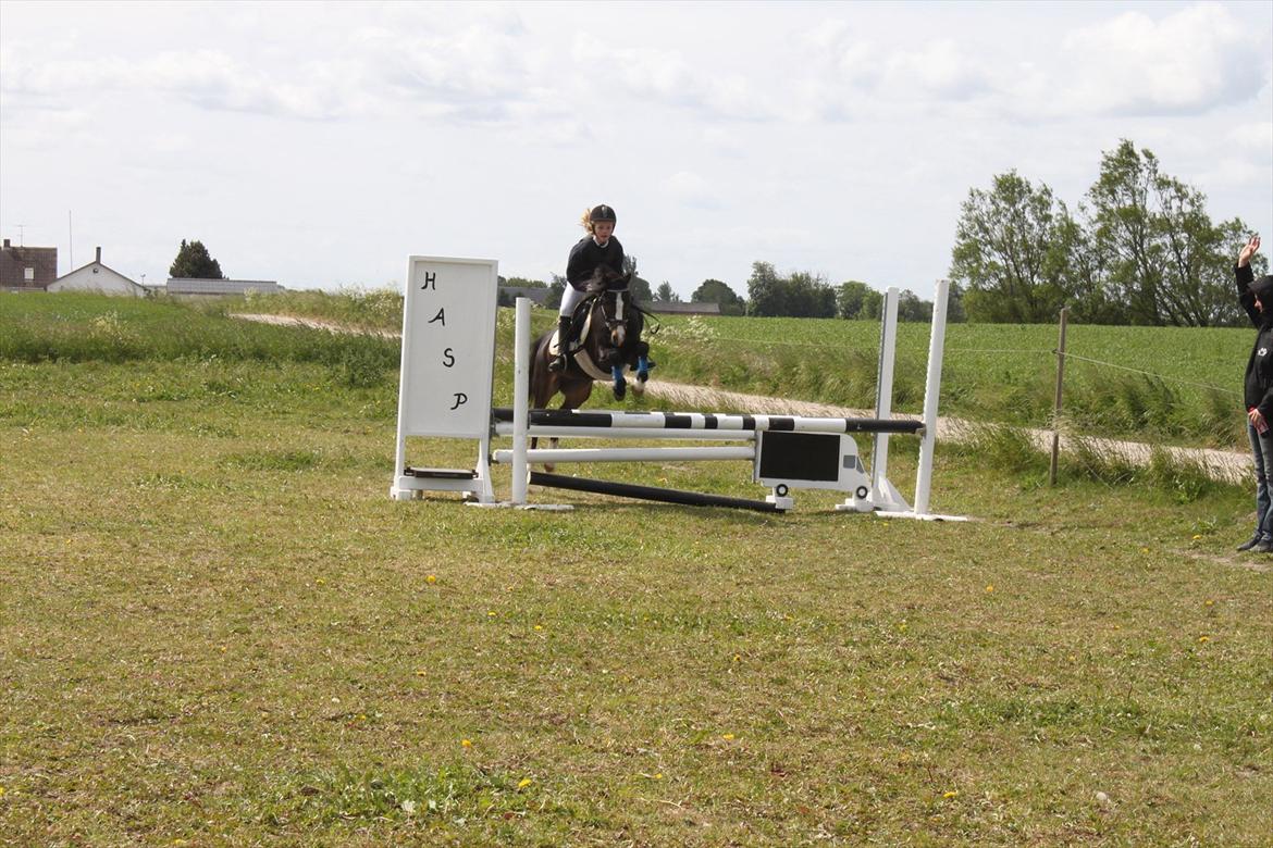 Welsh Pony (sec B) Lyngvejens Malu billede 13