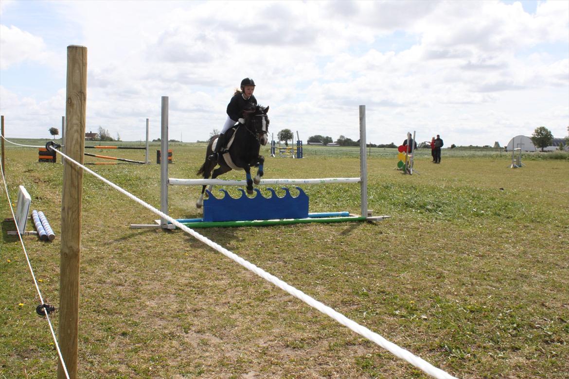 Welsh Pony (sec B) Lyngvejens Malu billede 14