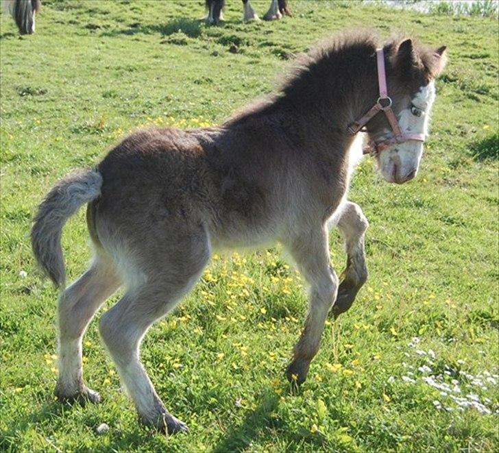 Irish Cob Axelved's Molly Malone - 17 dage gammel og glad billede 13