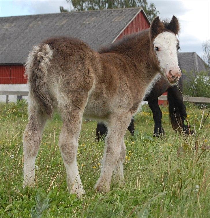 Irish Cob Axelved's Molly Malone - 3 uger gammel billede 14