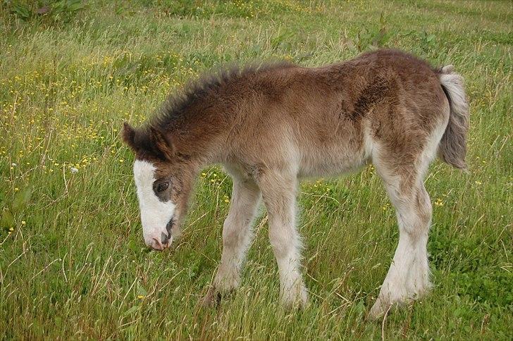 Irish Cob Axelved's Molly Malone - 3 uger gammel, lidt hovskæg har man da fået billede 15