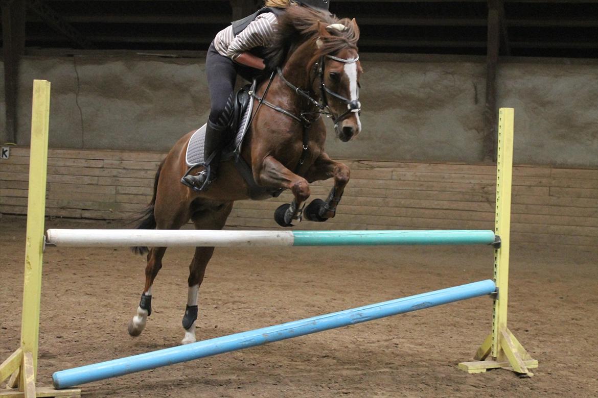 New Forest Orchid's Champer<3 solgt :'-( - 1 meter, fine pony! billede 1