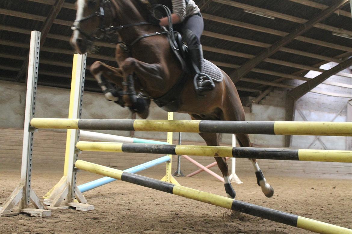 New Forest Orchid's Champer<3 solgt :'-( - taget nede fra :D<3 billede 9