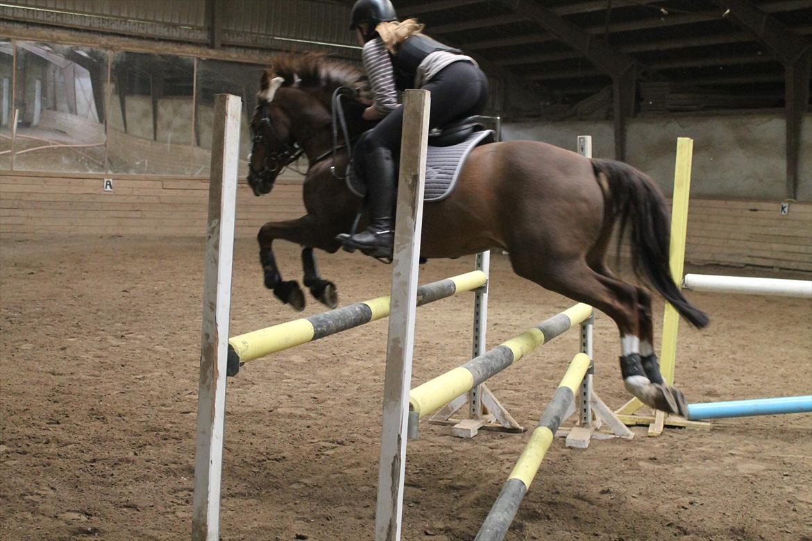 New Forest Orchid's Champer<3 solgt :'-( billede 10