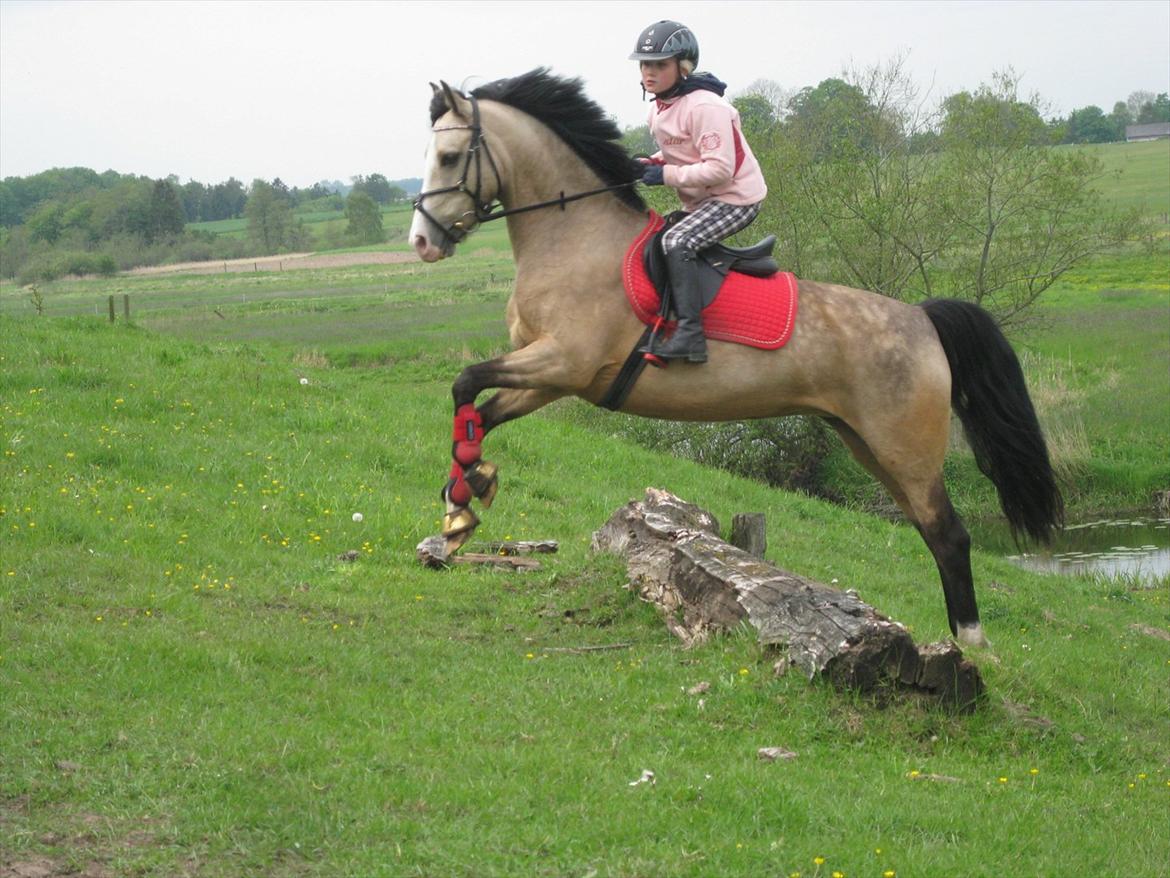 Hollandsk Sportspony Golden Mulan - Terræn træning billede 1