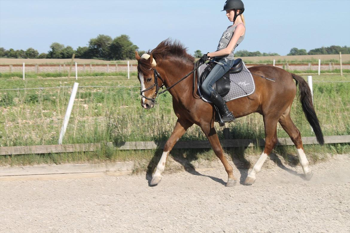 New Forest Orchid's Champer<3 solgt :'-( - Dressur billede 11