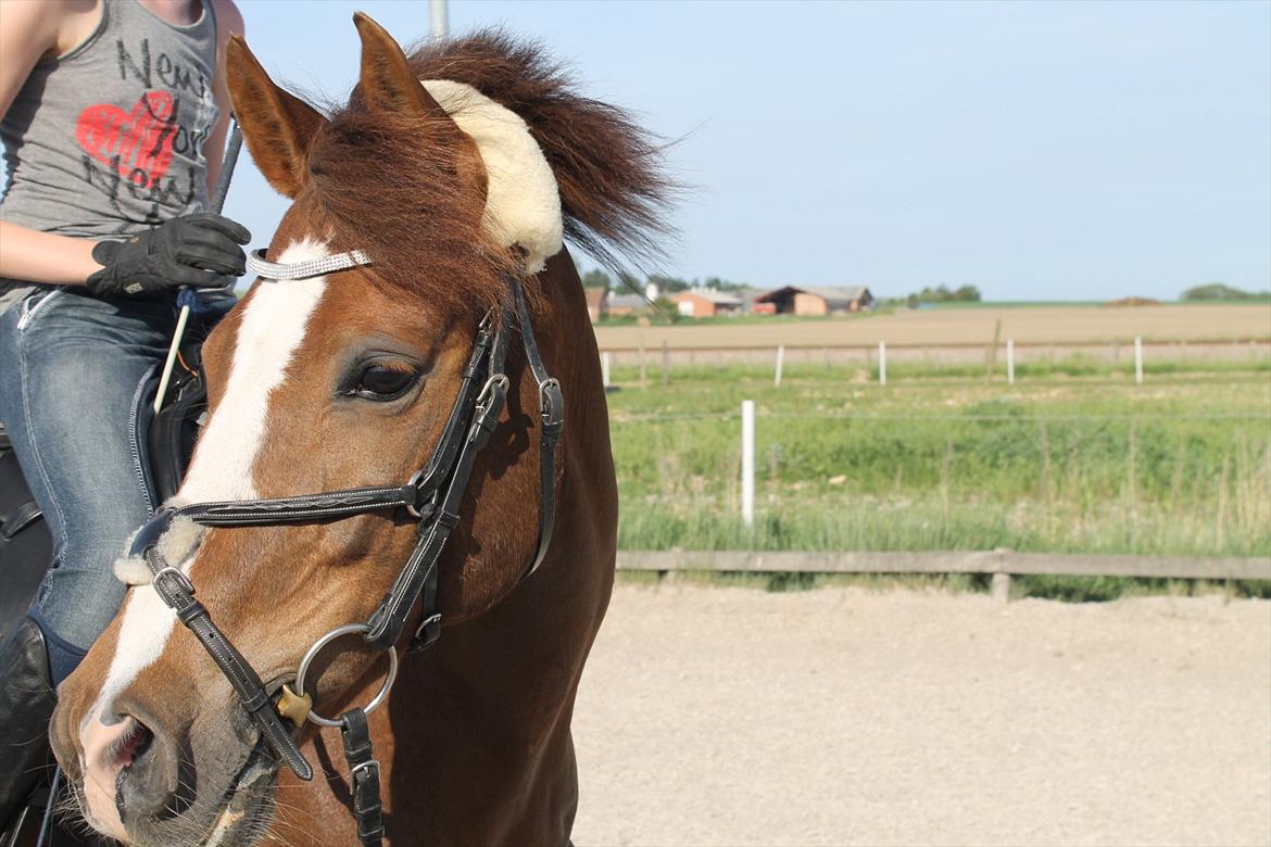 New Forest Orchid's Champer<3 solgt :'-( billede 12