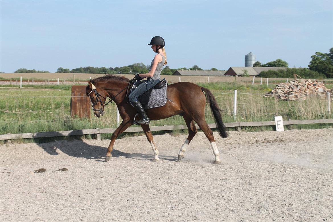 New Forest Orchid's Champer<3 solgt :'-( billede 13