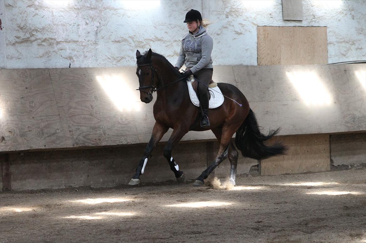 Dansk Varmblod Grangårdens Neptun (SOLGT) billede 20