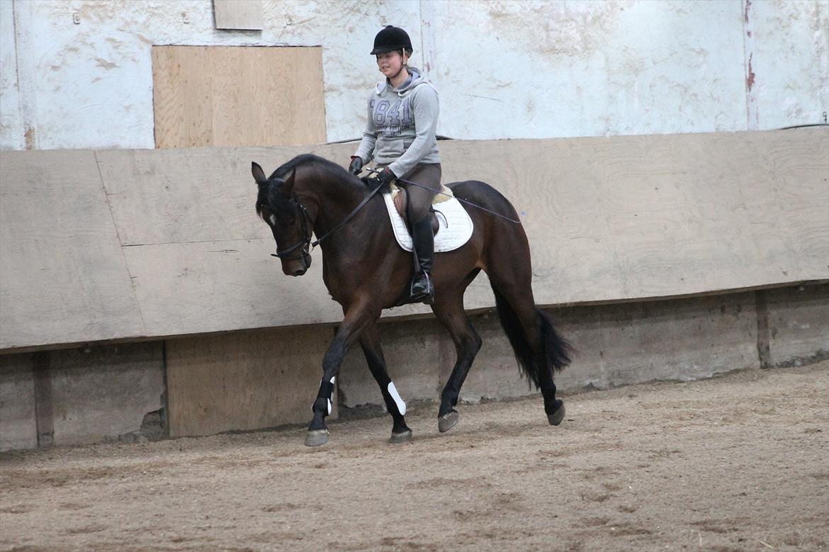 Dansk Varmblod Grangårdens Neptun (SOLGT) billede 2