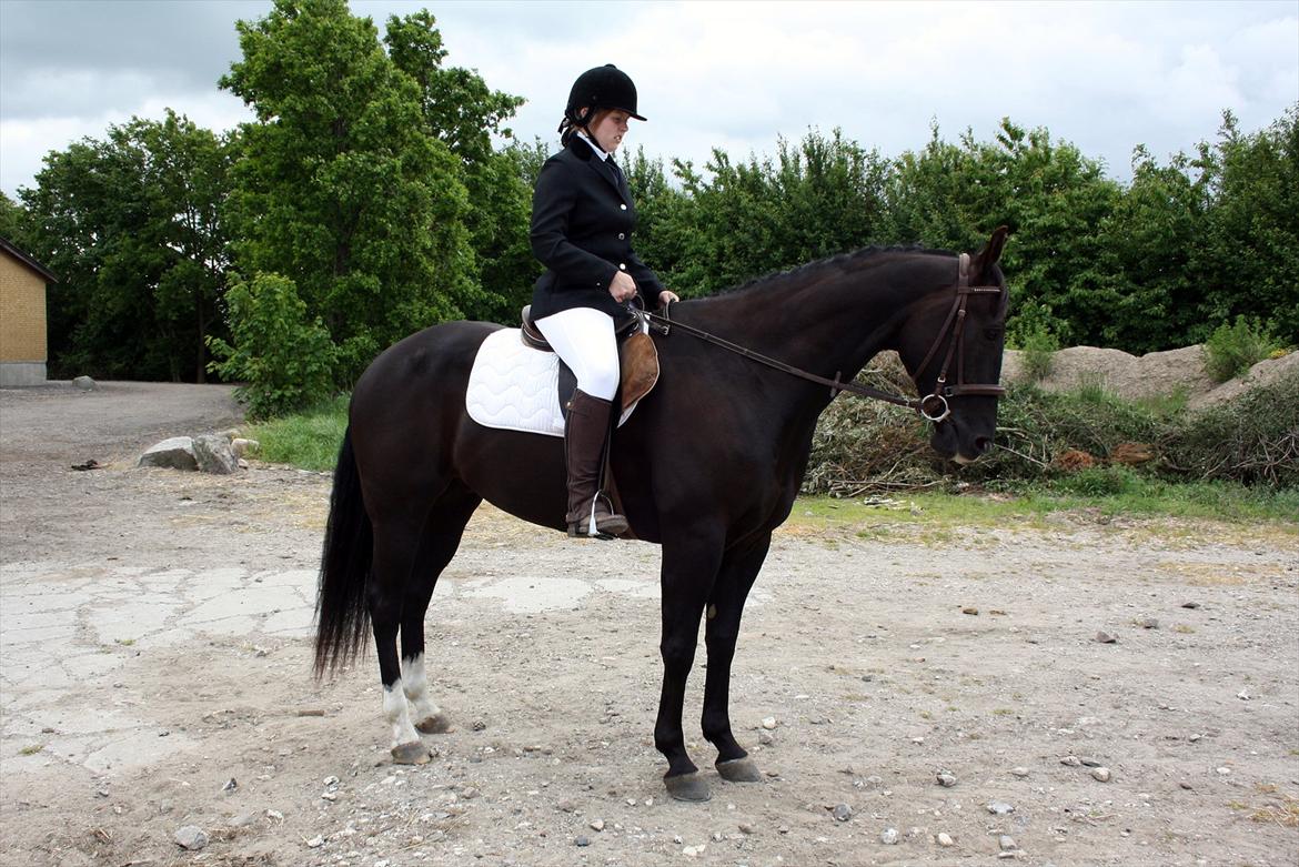 Quarter San Par Vision - Visses debut som dressurhest :) billede 5