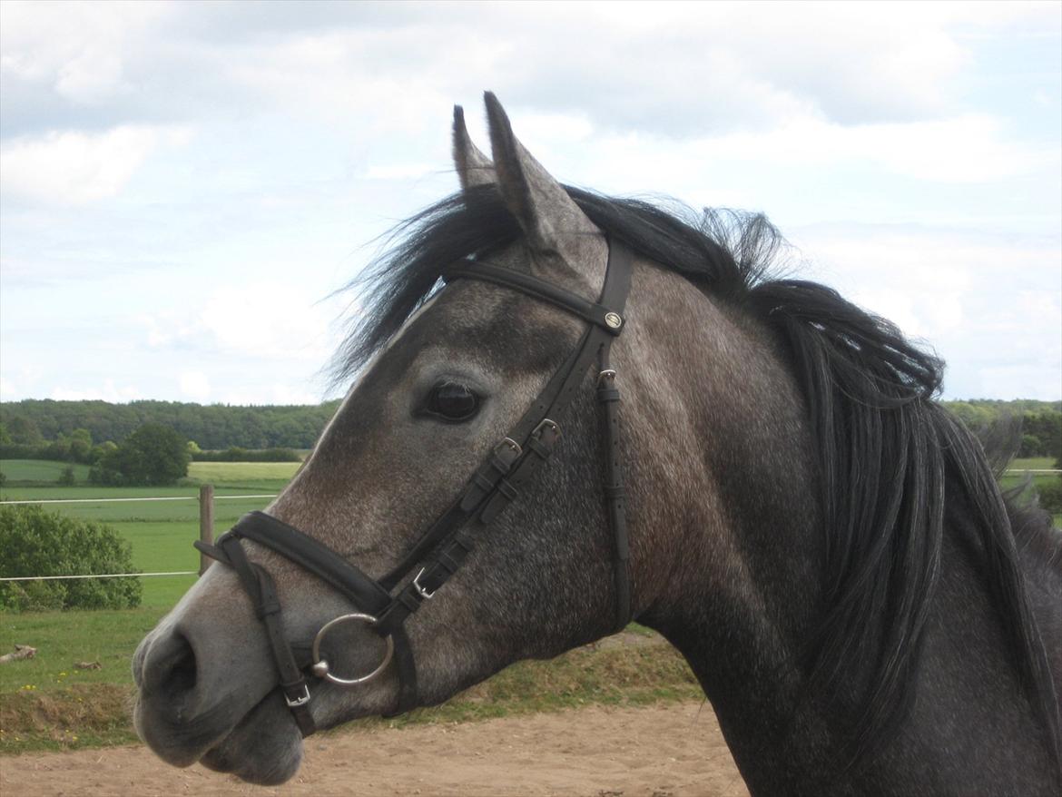 Arabisk fuldblod (OX) Skovly´s akisiah ox - 05-06-12 billede 3