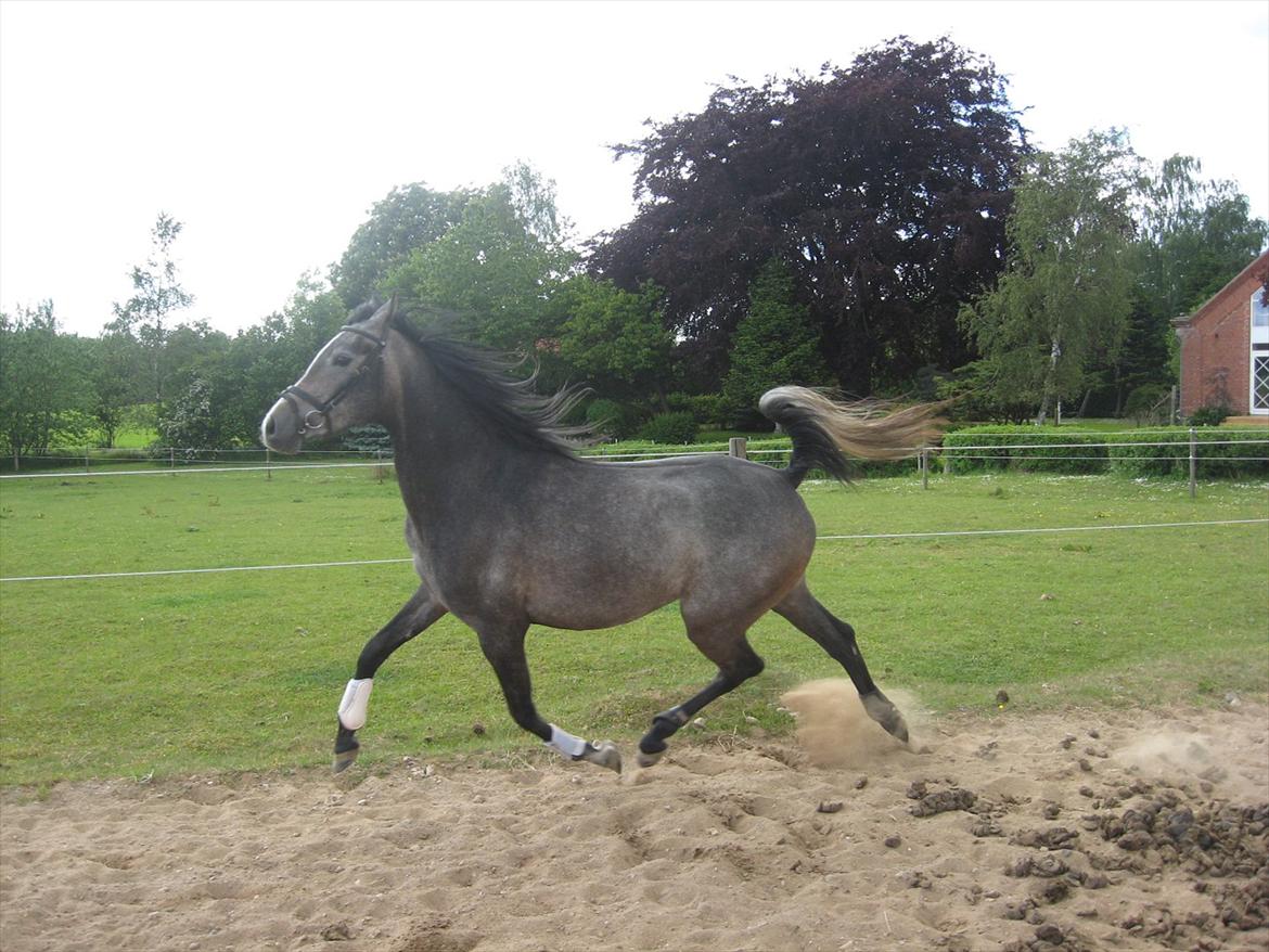 Arabisk fuldblod (OX) Skovly´s akisiah ox - 05-06-12 billede 1