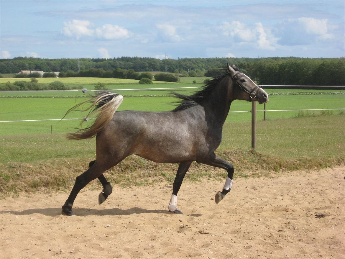 Arabisk fuldblod (OX) Skovly´s akisiah ox - 05-06-12 billede 2