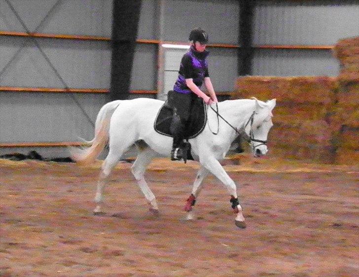 Anden særlig race Wendy * B-pony * - mere dressur på den smukke<3 billede 3