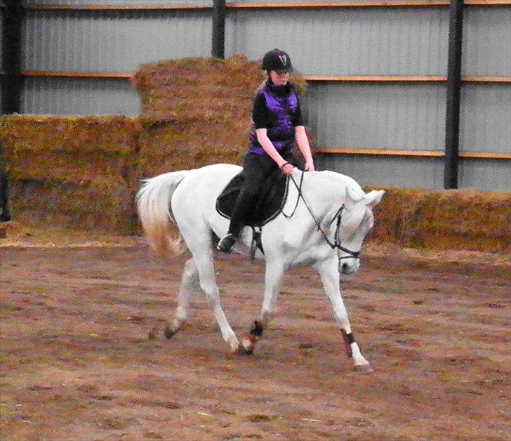 Anden særlig race Wendy * B-pony * - smukke i en volte<3 billede 4