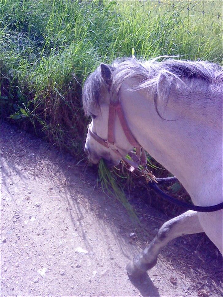 Anden særlig race Star - feriepony - Min søde ponymule! billede 10